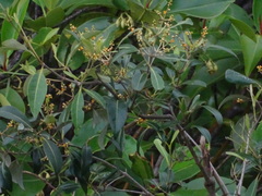 Avicennia alba