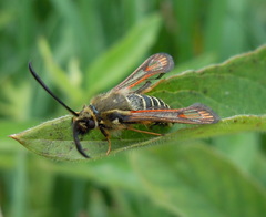 Bembecia ichneumoniformis