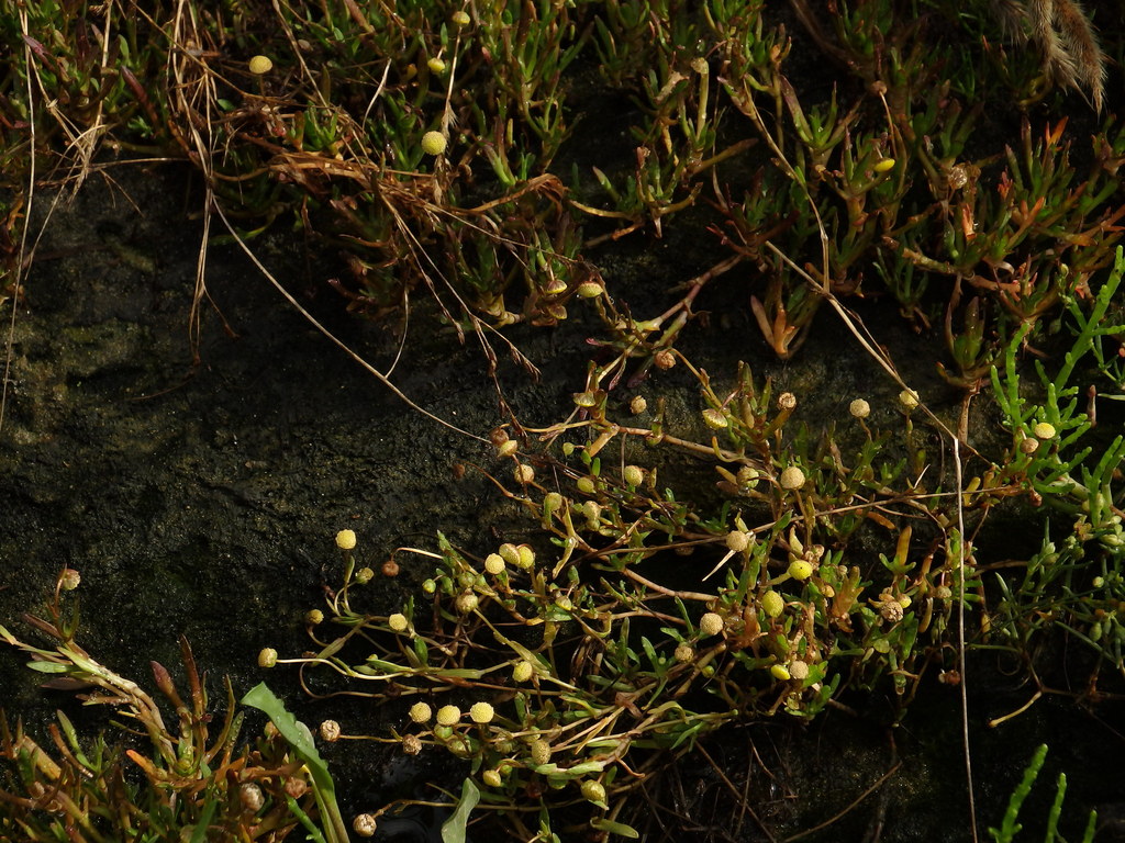 Brass Buttons from Praia da Vagueira, Vagos, Aveiro, Portugal on August