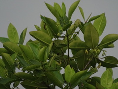 Rhizophora mucronata