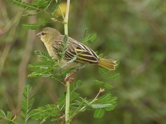 Ploceus jacksoni