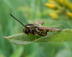 Bembecia ichneumoniformis