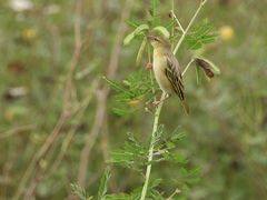 Ploceus jacksoni
