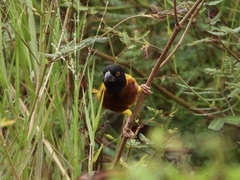 Ploceus jacksoni