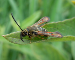 Bembecia ichneumoniformis