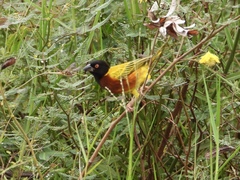 Ploceus jacksoni