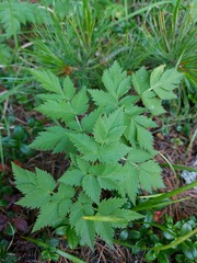 Aegopodium alpestre