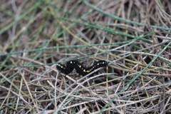 Theretra oldenlandiae