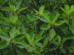 Rhizophora mucronata