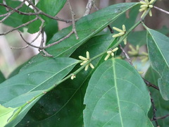 Lacistema aggregatum