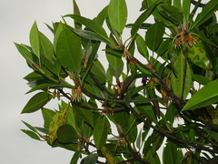 Bruguiera gymnorhiza