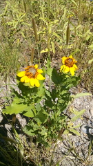 Helianthus laciniatus