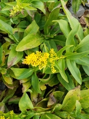 Solidago azorica