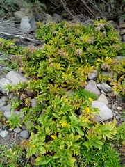 Solidago azorica