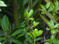 Finlaysonia
