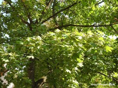 Acer platanoides
