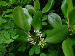 Scyphiphora hydrophylacea