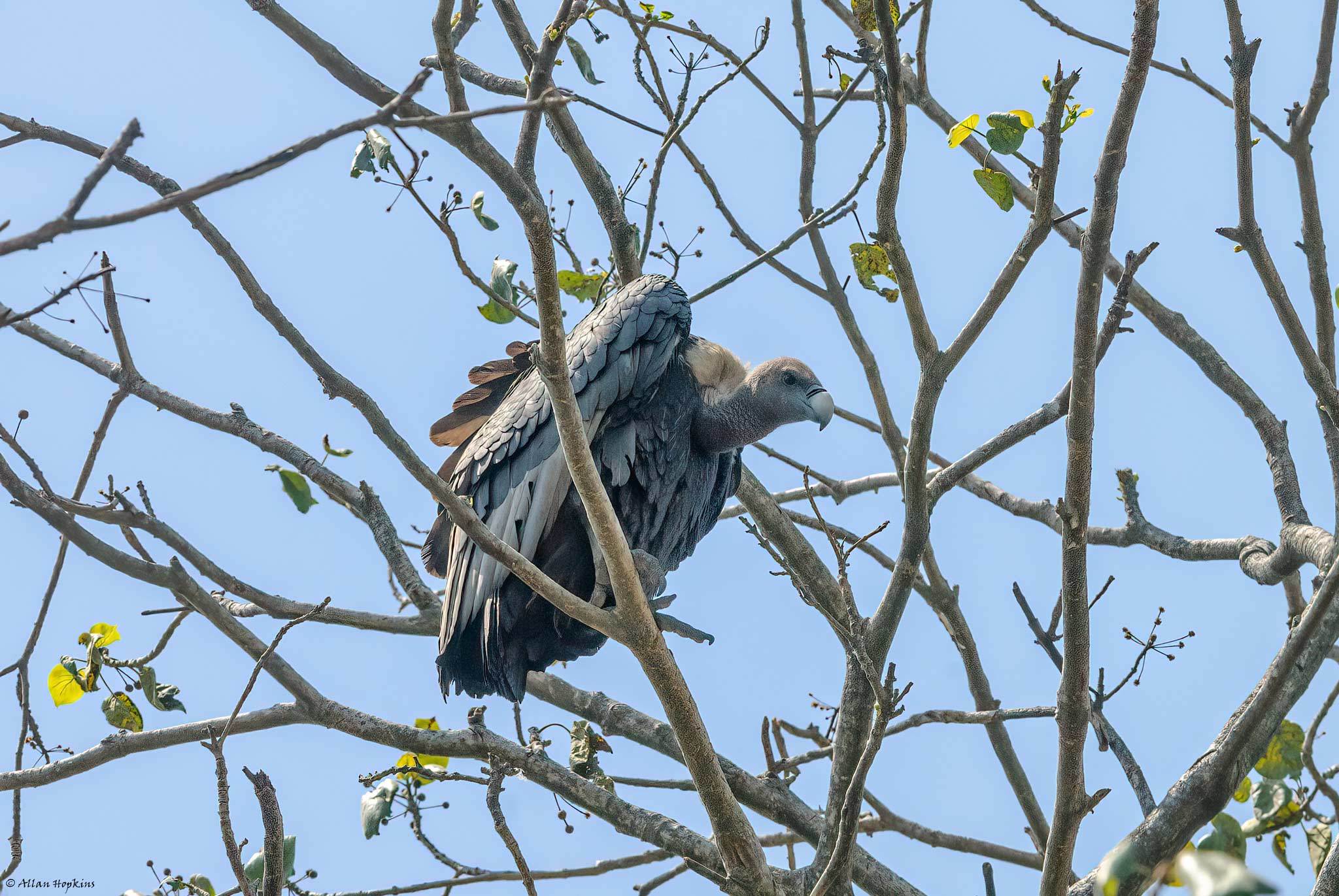 White-rumped Vulture