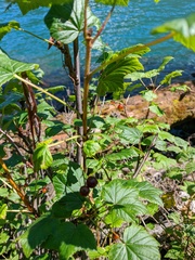Ribes altissimum