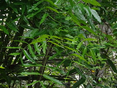 Magnoliopsida
