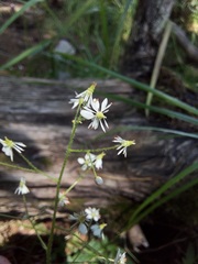 Micranthes nelsoniana aestivalis