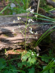 Micranthes nelsoniana aestivalis
