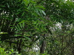 Magnoliopsida