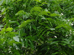 Magnoliopsida