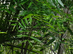 Magnoliopsida