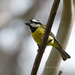 Crested Shrike-Tit - Photo (c) David Cook, some rights reserved (CC BY-NC)