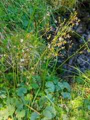 Micranthes nelsoniana aestivalis