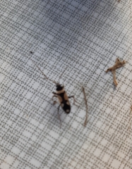 Beosus quadripunctatus