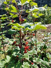 Ribes altissimum