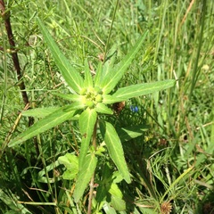 Euphorbia cuphosperma