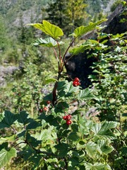 Ribes altissimum