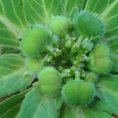 Euphorbia cuphosperma