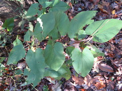 Dioscorea villosa