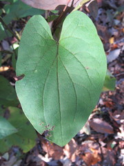Dioscorea villosa