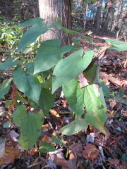 Dioscorea villosa