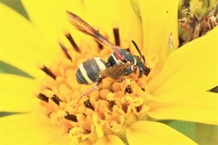 Epeolus bifasciatus