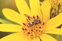 Epeolus bifasciatus