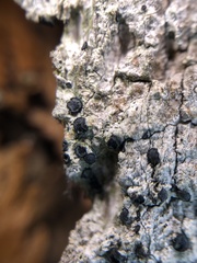 Cresponea chloroconia