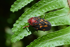 Mahanarva rubropicta