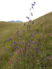 Adenophora stenanthina