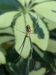Leucauge argyra