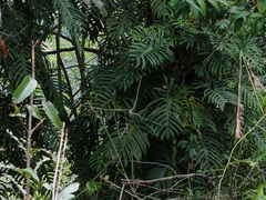 Philodendron elegans