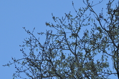 Parus major