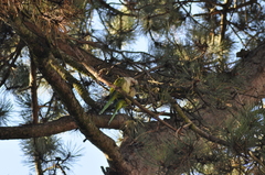 Myiopsitta monachus