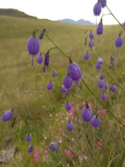 Adenophora stenanthina