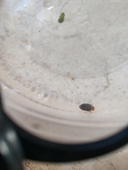 Laccophilus maculosus